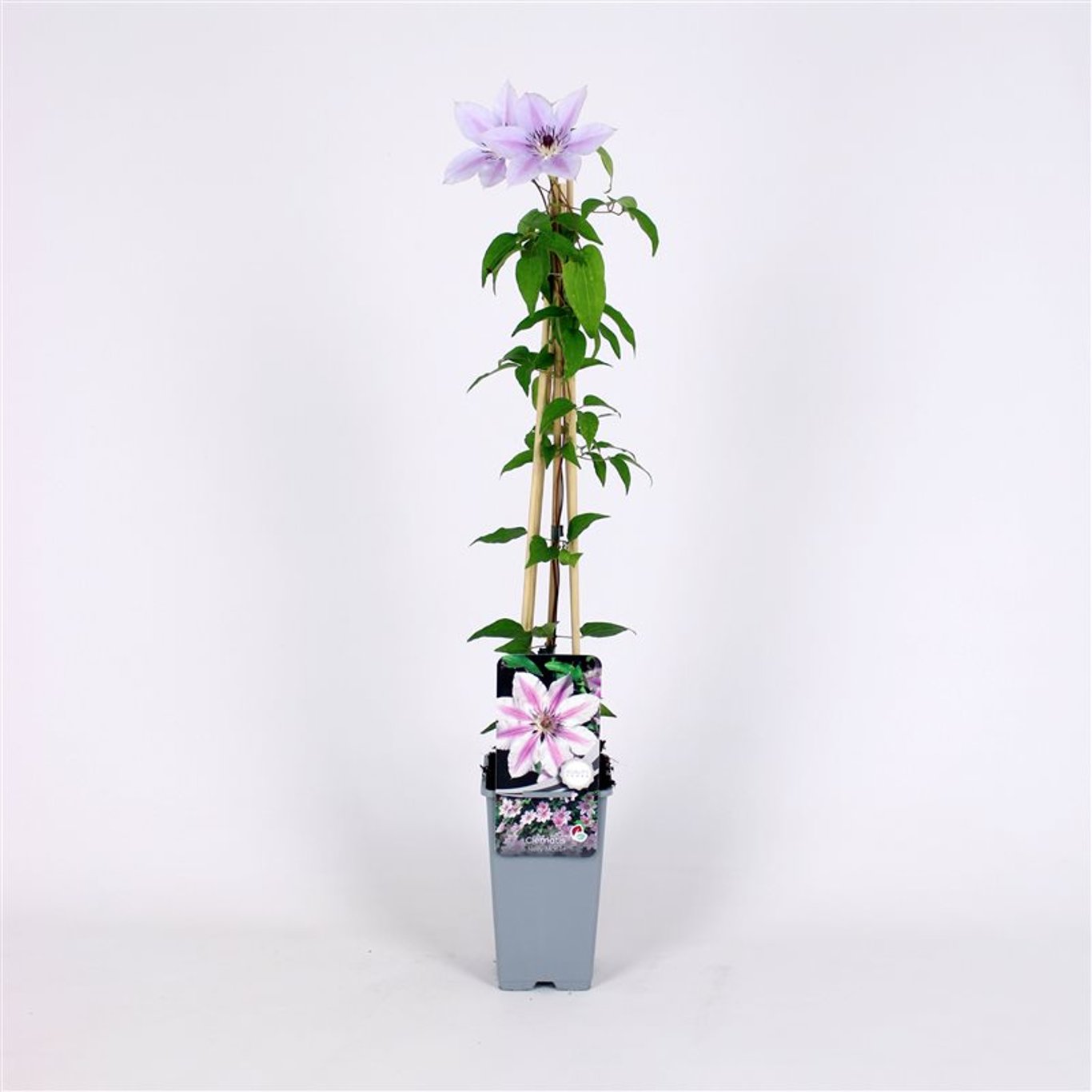 Clematis 'Nelly Moser' - C2 70/+ CM